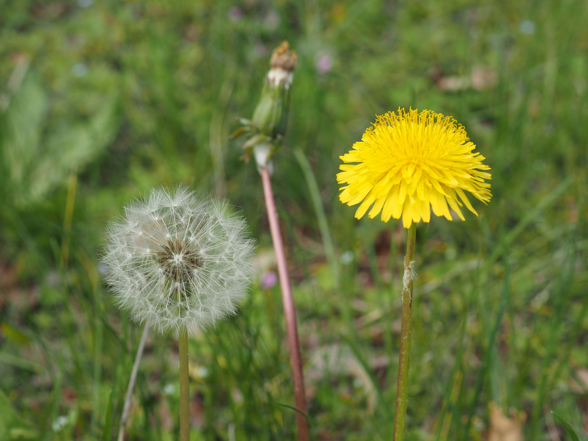 El diente de león tiene muchas propiedades medicinales: diuréticas, depurativas y digestivas. Puede tomarse en infusión o capsulas de polvo. El diente de león tiene muchas propiedades medicinales: diuréticas, depurativas y digestivas. Puede tomarse en infusión o capsulas de polvo. 