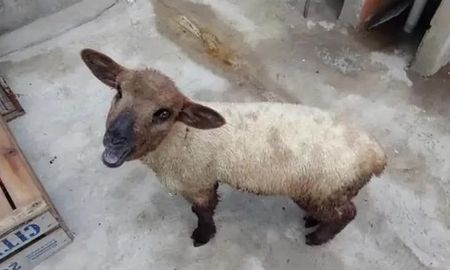 Una oveja que iba a ser sacrificada. Una oveja que iba a ser sacrificada.