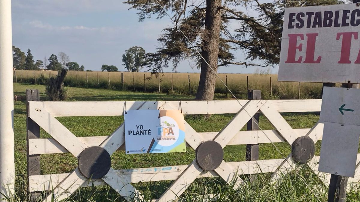 Forestar como obligación: cómo es y qué cambió en la ley agroforestal de Córdoba