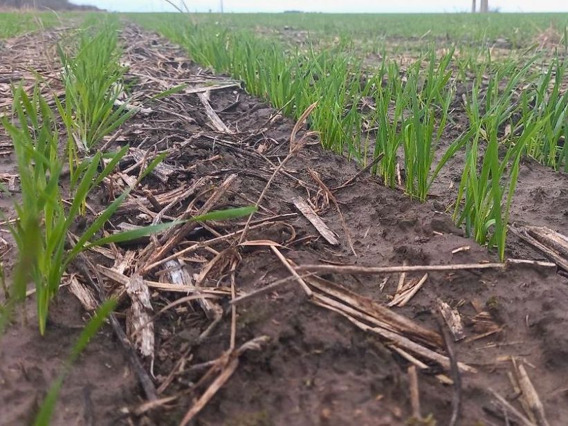 Trigo en el centro norte de Santa Fe: la siembra se frenó por las lluvias, pero mantiene un avance sostenido Trigo en el centro norte de Santa Fe: la siembra se frenó por las lluvias, pero mantiene un avance sostenido