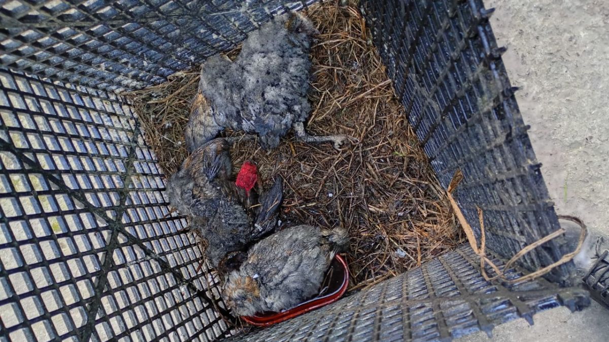 Se registró la pérdida de 15 ejemplares de distintas especies. Se registró la pérdida de 15 ejemplares de distintas especies.