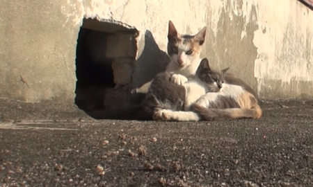 Vídeo viral: gata no abandona a su cría con discapacidad.