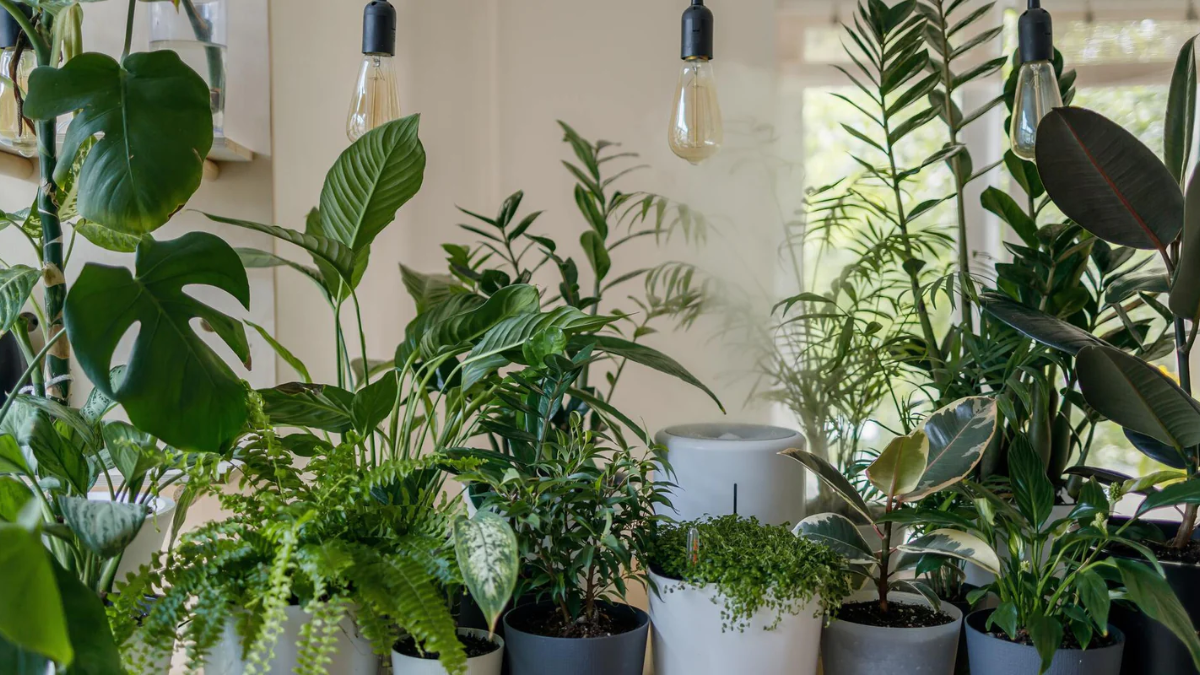 Incorporar estas cinco plantas en su hogar en el mes de junio no solo mejorará la estética y el ambiente de su espacio vital