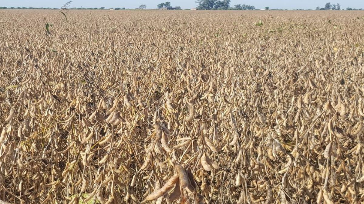 Lote con soja temprana en etapa R8 (madurez plena). Sur del departamento Castellanos. Lote con soja temprana en etapa R8 (madurez plena). Sur del departamento Castellanos.