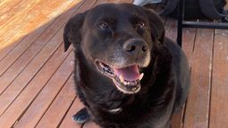 altText(Tristeza por la muerte de Garrafa, el perro más querido por los estudiantes de la UNL)}