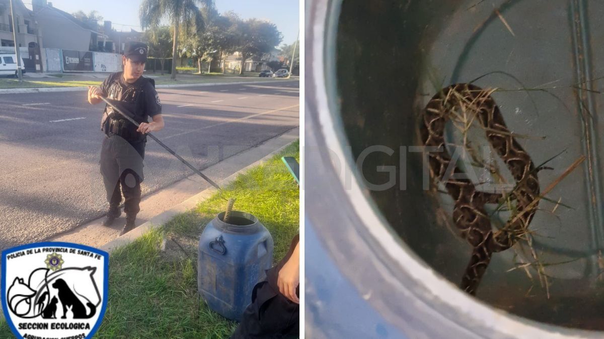Encontraron dos serpientes en diferentes lugares de la ciudad de Santa Fe