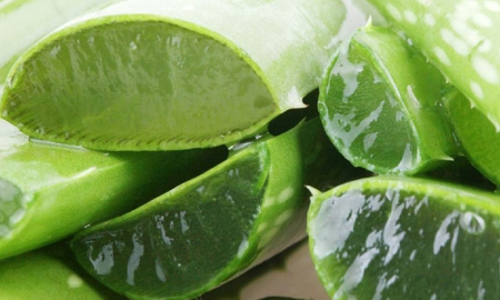 el aloe vera es un superalimento para la salud el aloe vera es un superalimento para la salud