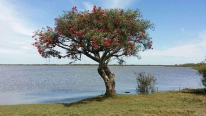 Los árboles nativos de Santa Fe que son 'indestructibles': resisten el calor extremo, las plagas y las inundaciones