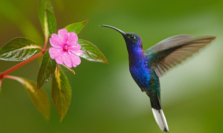 El mensaje de sanación que comunica la visita de un colibrí en tu jardín El mensaje de sanación que comunica la visita de un colibrí en tu jardín