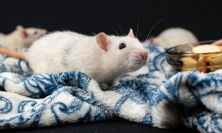 Soñar con ratas tiene diversas interpretaciones.l Soñar con ratas tiene diversas interpretaciones.l