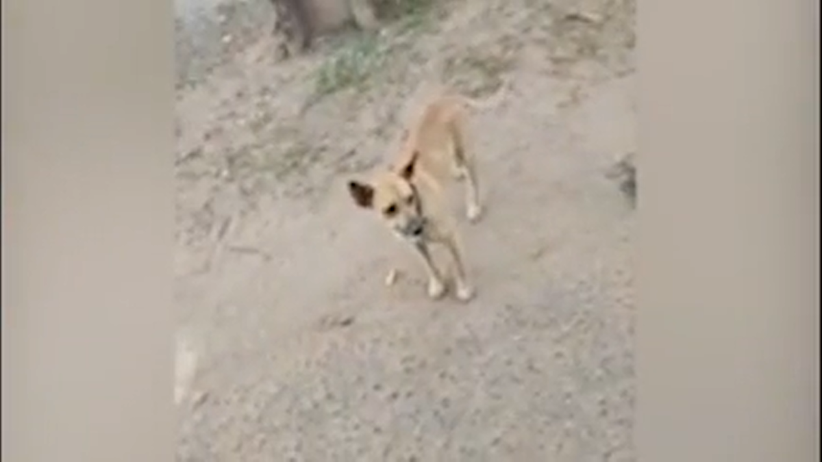 El perro acompañó a su dueño y se hizo viral.