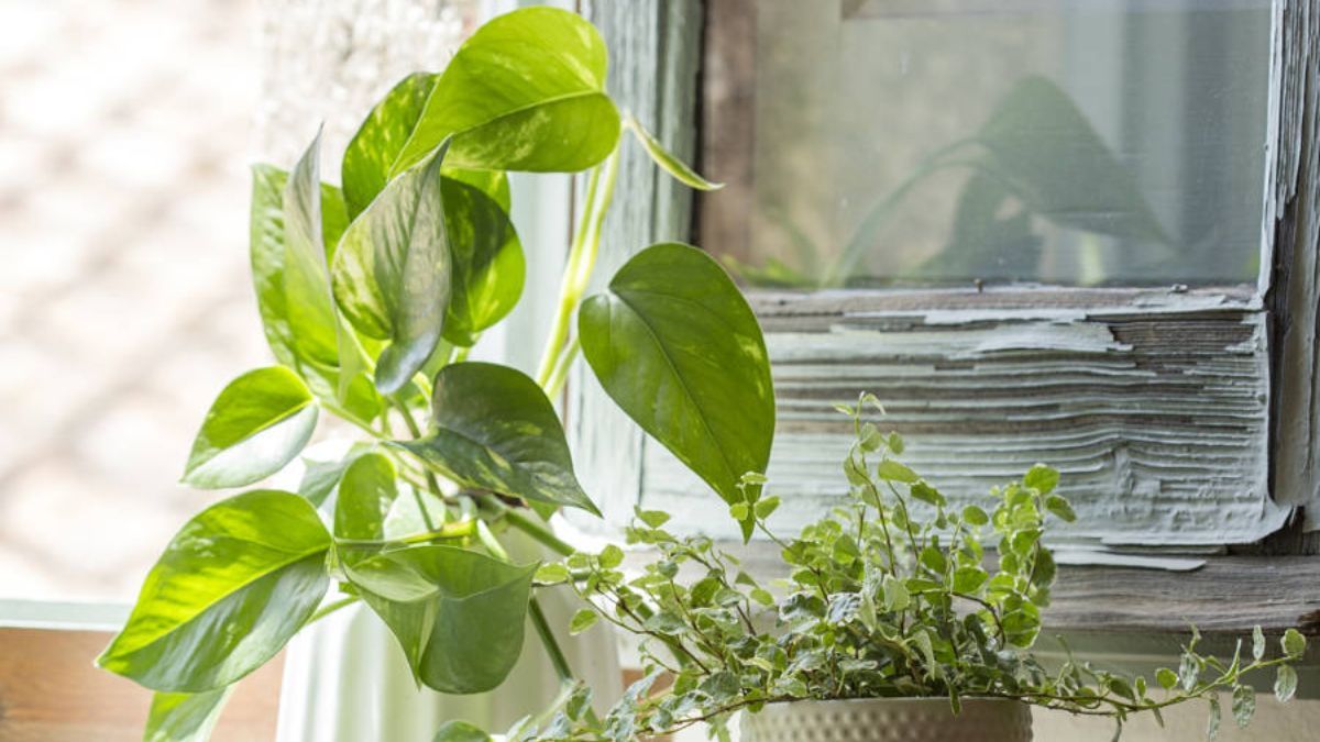 Por qué el potus deja de crecer de golpe y cómo despertarlo.