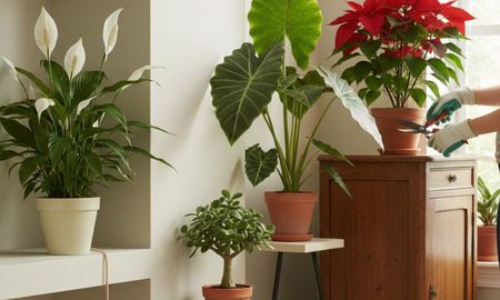 Cuatro plantas peligrosas para el hogar. Cuatro plantas peligrosas para el hogar.