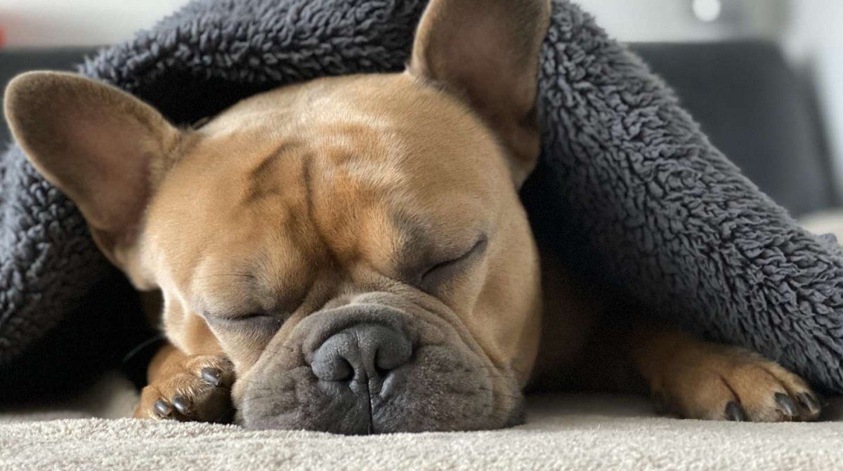 El Bulldog francés es la raza más buscada por los argentinos. 