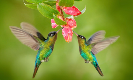 Por qué llegan muchos colibrís a mi jardín Por qué llegan muchos colibrís a mi jardín