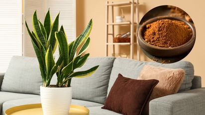 Para qué sirve ponerle canela en los cortes de la lengua de suegra y qué beneficios tiene para la planta