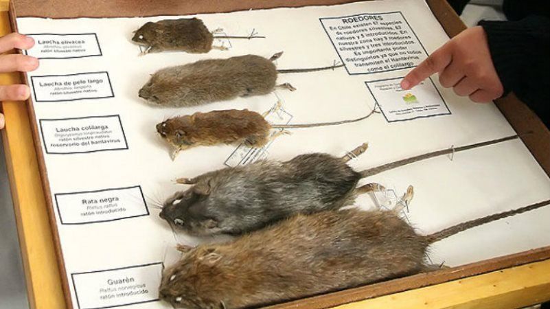 Hantavirus: ¿Qué es y cómo se previene la enfermedad?