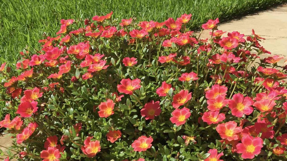 Una planta resistente que brilla incluso con altas temperaturas.