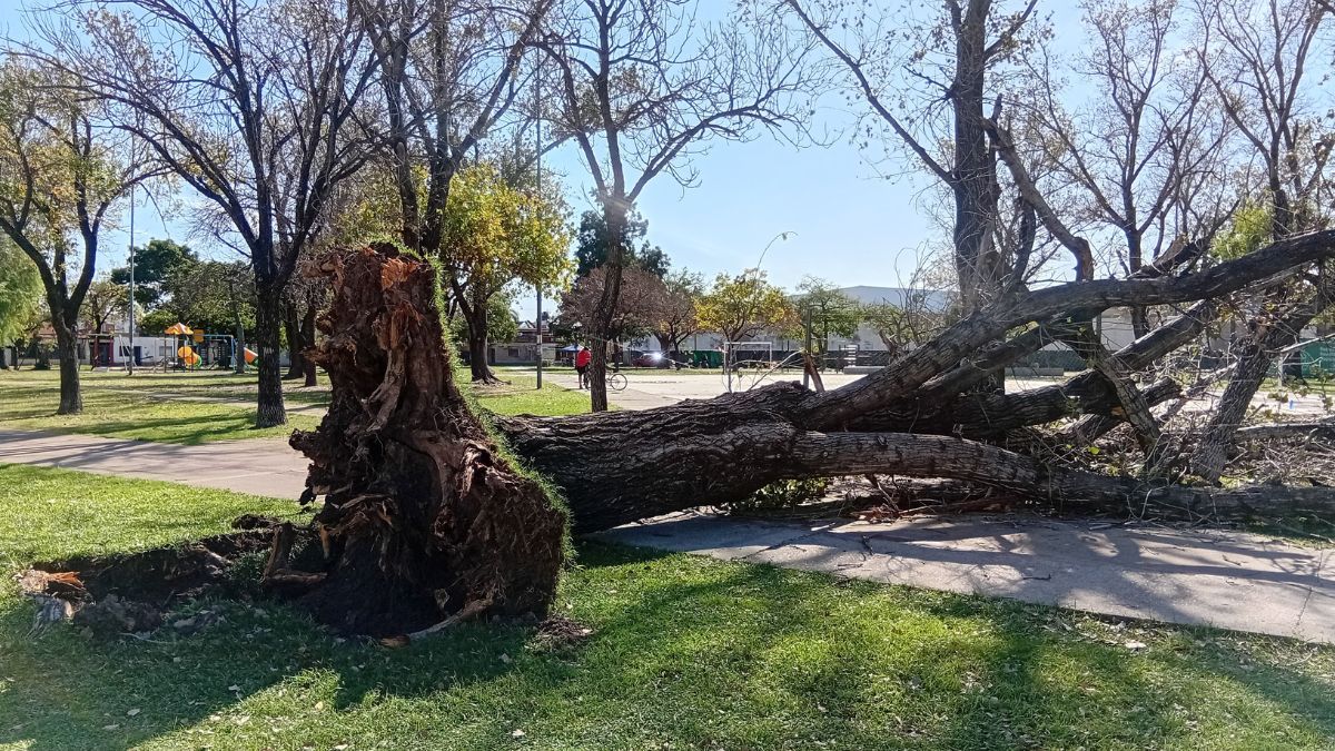Al menos 40 árboles caídos dejó la fuerte tormenta en Santa Fe durante la madrugada del domingo.