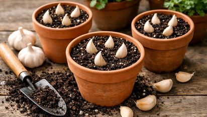 El truco del ajo en las macetas: para qué sirve y cómo usarlo para proteger tus plantas