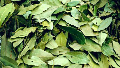 7 beneficios de las hojas de la planta de laurel