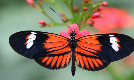 Qué significa que las mariposas visiten tu casa Qué significa que las mariposas visiten tu casa