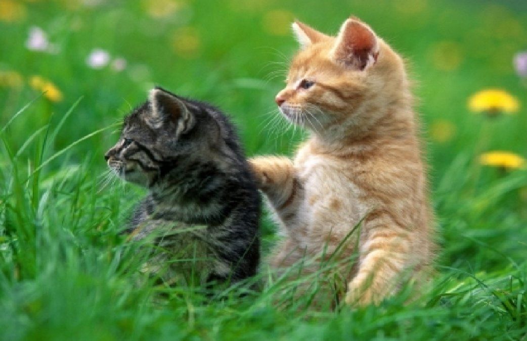 Tener competencia de otros gatos&nbsp;