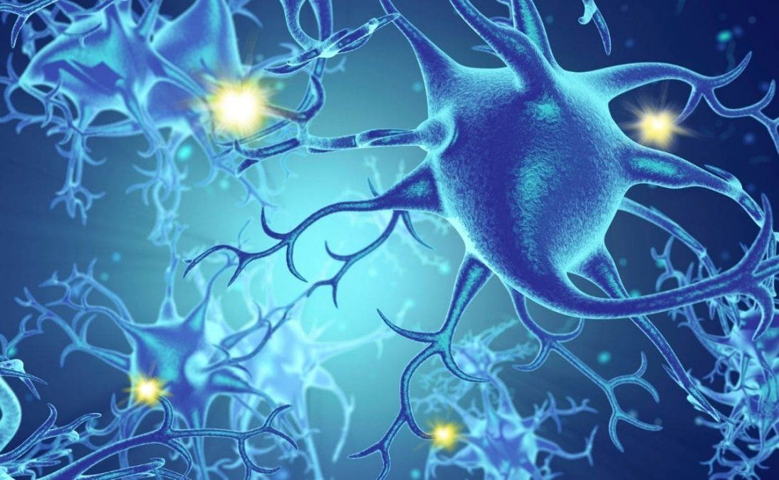 Controla el funcionamiento del sistema nervioso