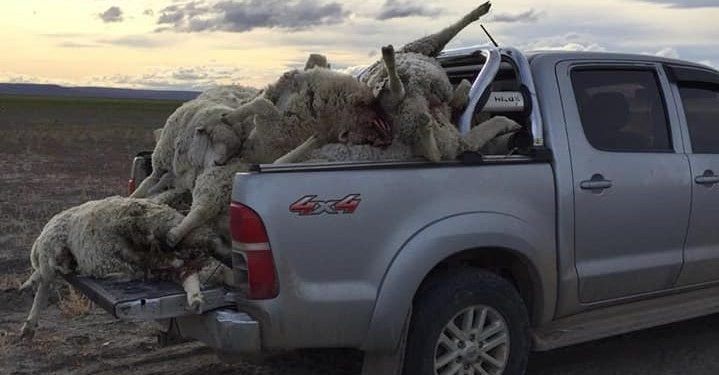 pumas en Neuquén 1 719x375.jpg