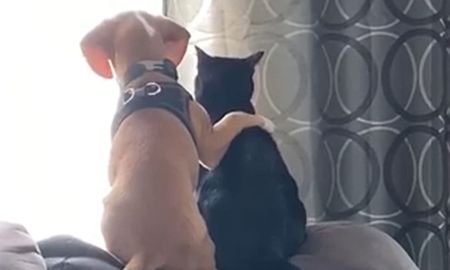 video: la amistad entre un perro y un gato que se volvio viral video: la amistad entre un perro y un gato que se volvio viral