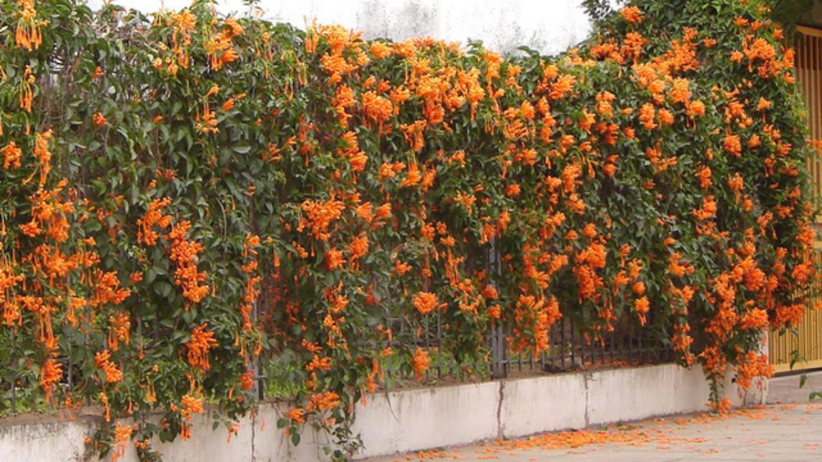 La densa masa foliar de la Bigonia actúa como aislante natural en los muros mientras despliega su floración anaranjada. La densa masa foliar de la Bigonia actúa como aislante natural en los muros mientras despliega su floración anaranjada.