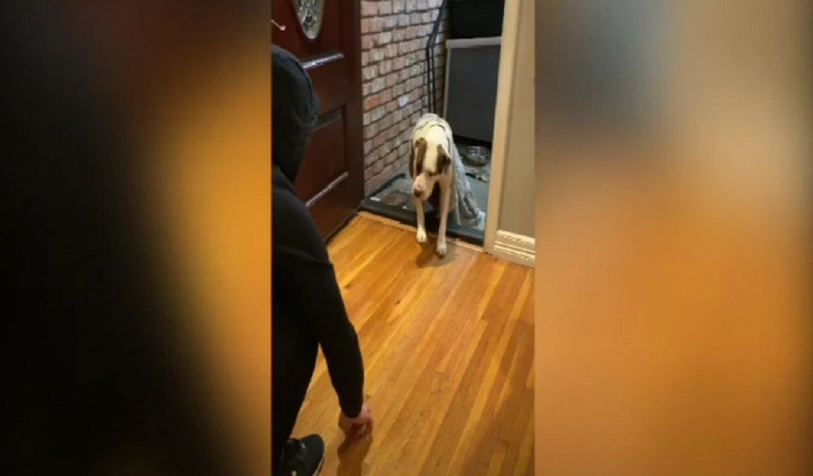 Video viral muestra cómo es la emocionante llegada de un perro callejero a su nueva casa.