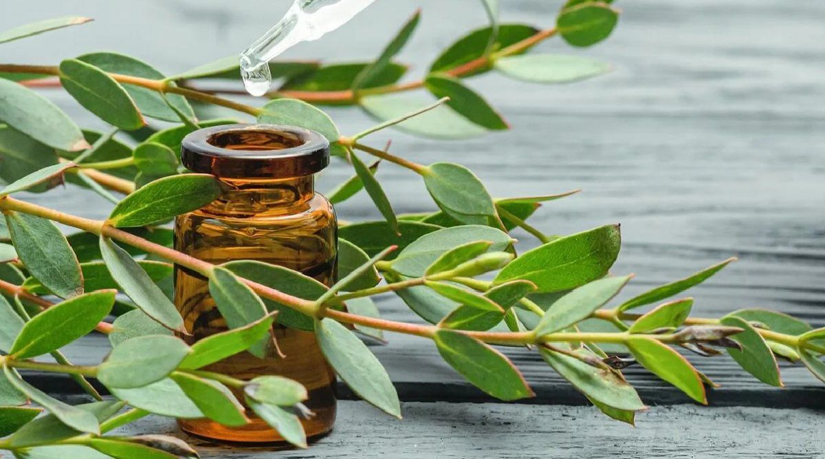 El eucalipto estimula el funcionamiento del sistema inmune.