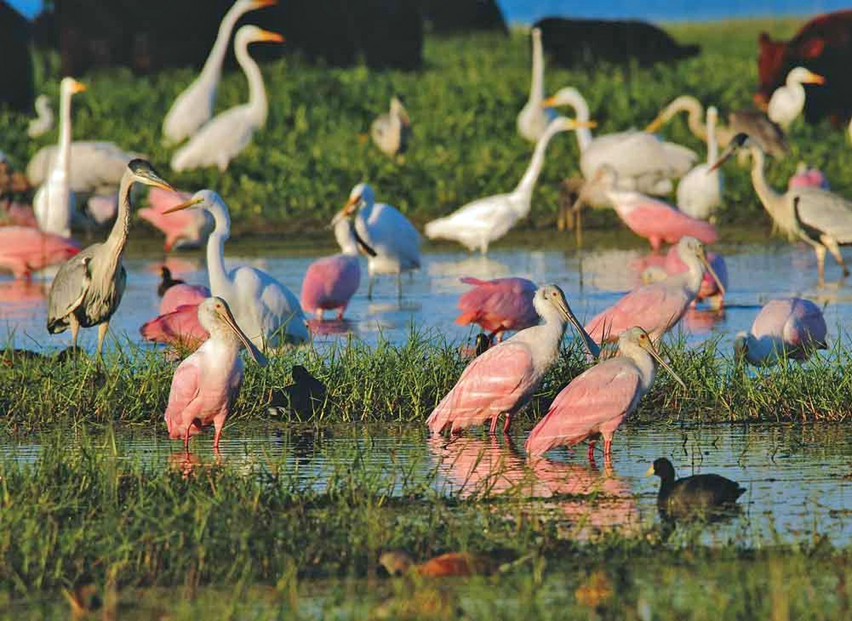 La flora y fauna de Jaaukanigás son de belleza incomparable. La flora y fauna de Jaaukanigás son de belleza incomparable.