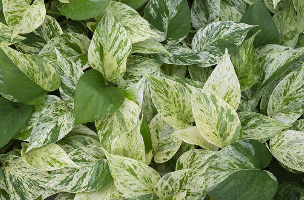 P lanta de interior bella y frondosa