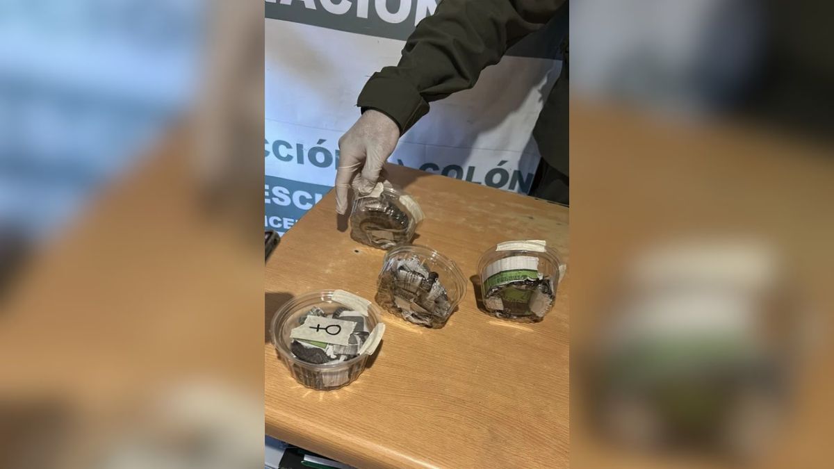 Gendarmería halló seis crías de pitones ocultas en una encomienda que iba de Misiones a Buenos Aires Gendarmería halló seis crías de pitones ocultas en una encomienda que iba de Misiones a Buenos Aires