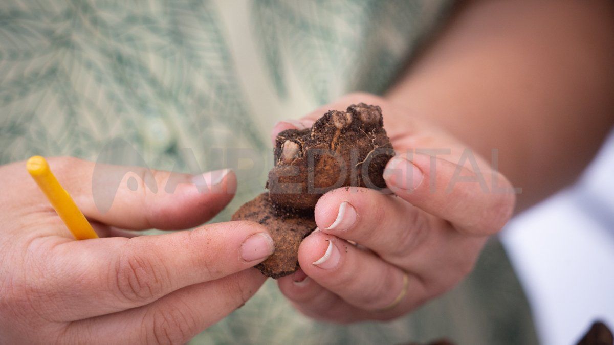 Parte de la dentadura de uno de los humanos cuyos restos fueron descubiertos una semana atrás en el sitio arqueológico de Santo Tomé. 