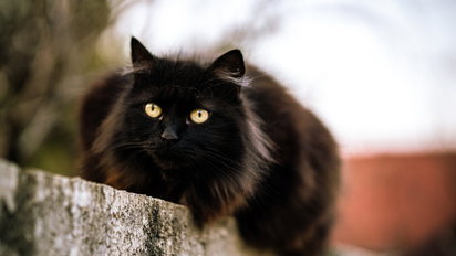 Qué significa que aparezca un gato en tu casa