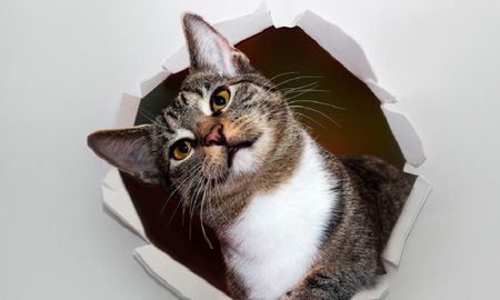 su gato rompio el empapelado de la casa y hallaron una increible obra de arte su gato rompio el empapelado de la casa y hallaron una increible obra de arte