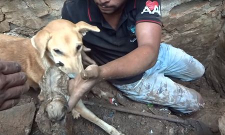 asi salva esta perra callejera a sus cachorros sepultados bajo los escombros asi salva esta perra callejera a sus cachorros sepultados bajo los escombros