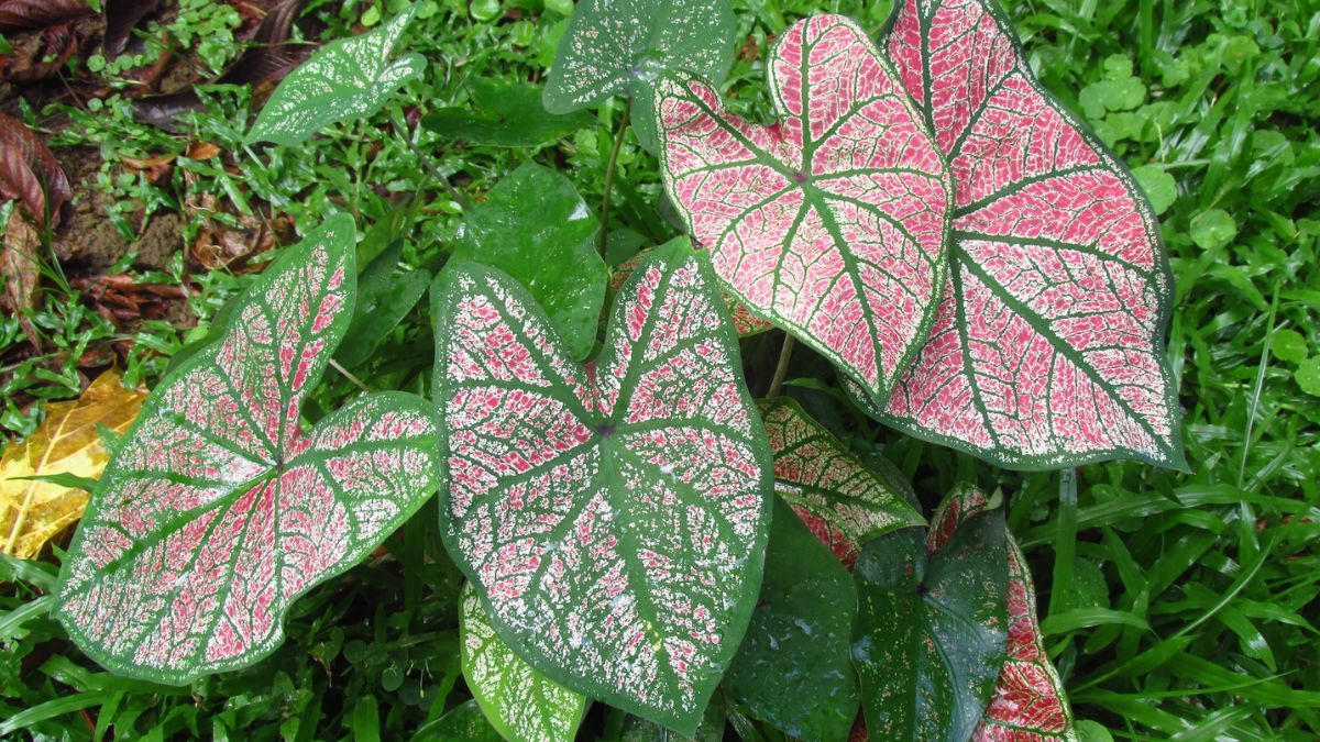 El caladium, una planta tropical de sombra con hojas tan vistosas como una flor. El caladium, una planta tropical de sombra con hojas tan vistosas como una flor.