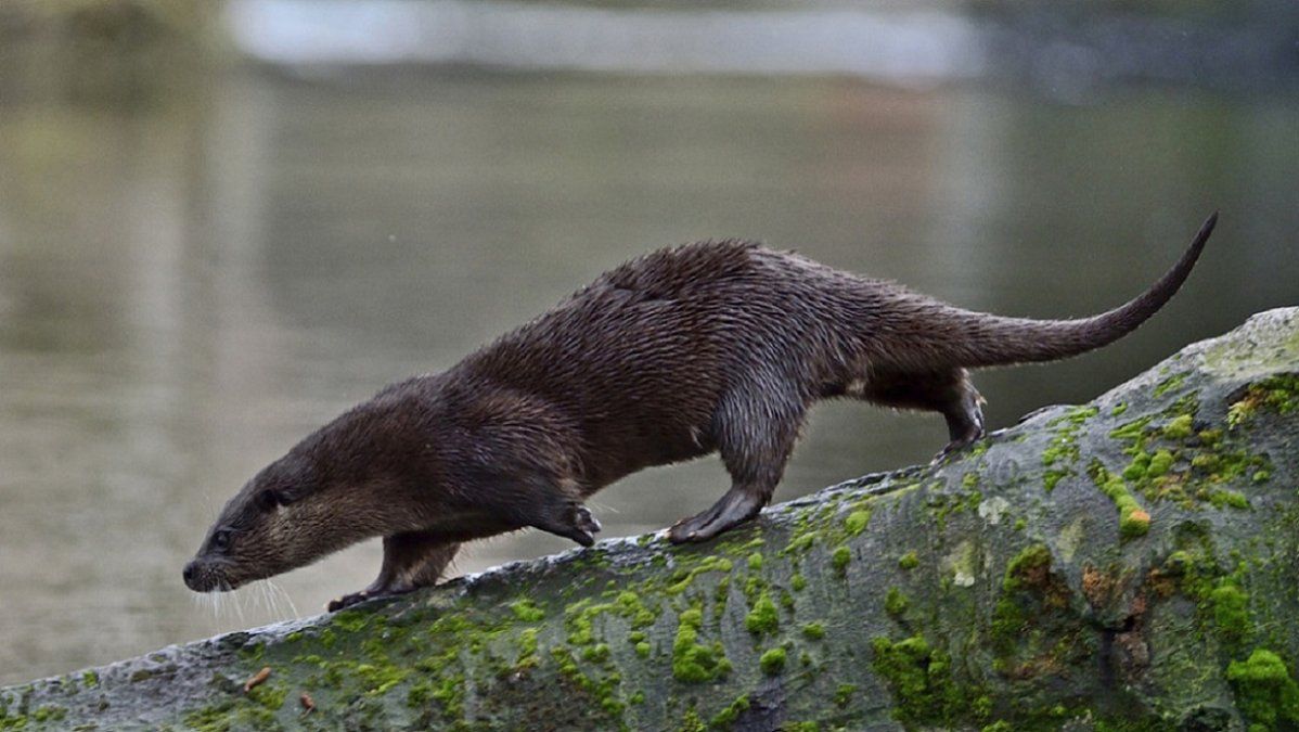 Video: la lucha cuerpo a cuerpo de dos clanes de nutria que se volvió viral