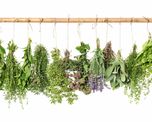 10 hierbas medicinales que no pueden faltar en tu botiquin natural 10 hierbas medicinales que no pueden faltar en tu botiquin natural