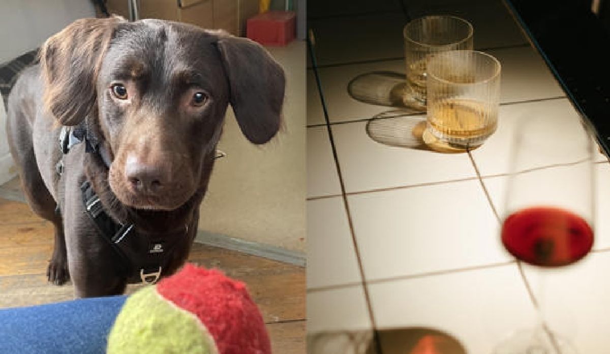 Rescatan en Inglaterra a perrito que se volvió adicto al alcohol: su dueño le daba licor a diario
