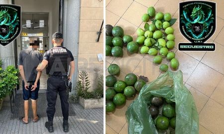 Detuvieron a un joven por robar paltas y limones de una casa Detuvieron a un joven por robar paltas y limones de una casa