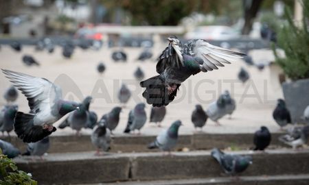 En la zona céntrica de la ciudad de Santa Fe, se multiplica la presencia de palomas. Desde la Municipalidad afirman que el fenómeno se profundizó durante la pandemia de coronavirus. En la zona céntrica de la ciudad de Santa Fe, se multiplica la presencia de palomas. Desde la Municipalidad afirman que el fenómeno se profundizó durante la pandemia de coronavirus.