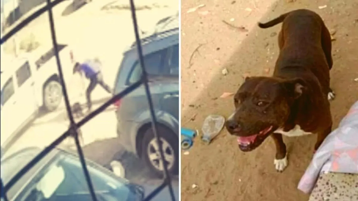 Un hombre mató a cuchillazos a un pitbull que atacó a su hijo: No podía quedar vivo