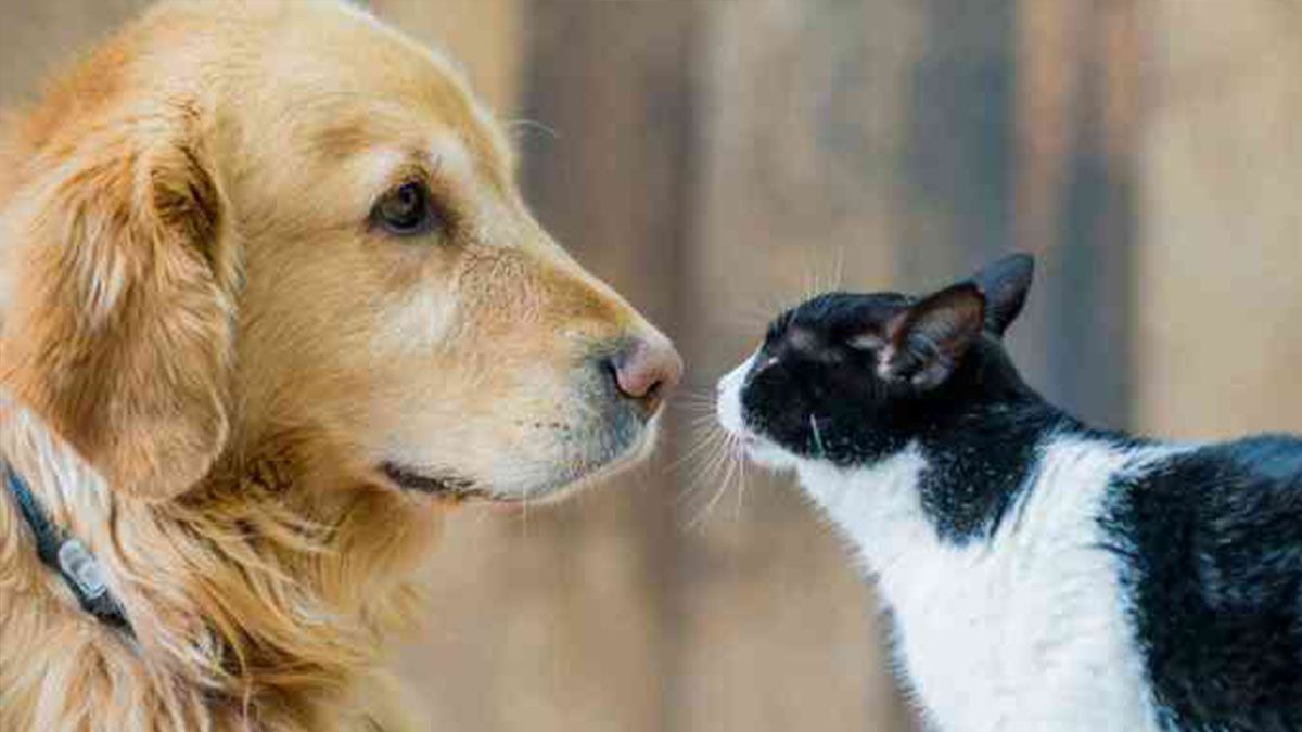 Los estudios hasta el momento realizados y que tuvieron como objeto a animales domésticos arrojaron resultados que pueden llegar a colaborar a descifrar el genoma del coronavirus.