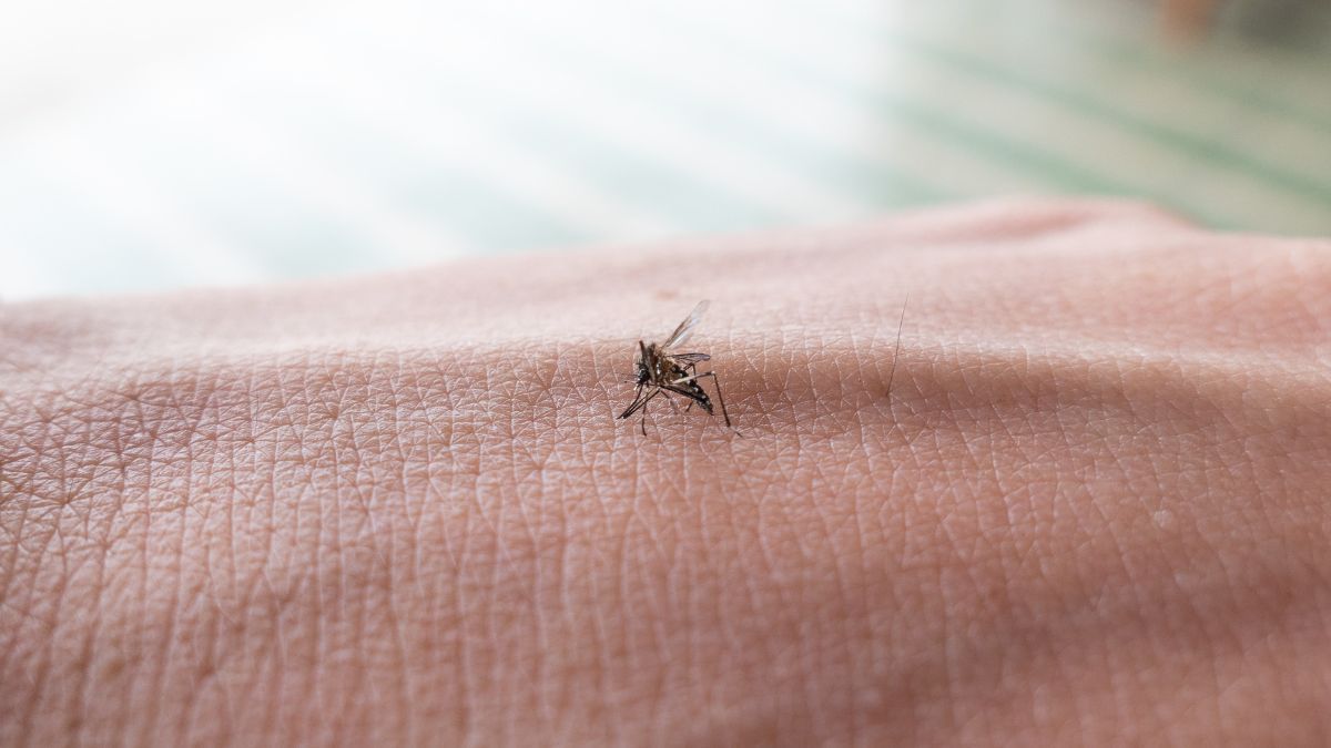 Los mosquitos Aedes aegypti prefieren vivir cerca de las personas a las que pican. Los mosquitos Aedes aegypti prefieren vivir cerca de las personas a las que pican.