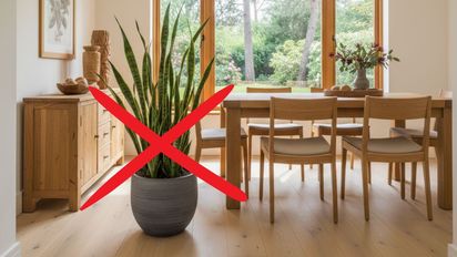 Los 3 lugares prohibidos para la planta lengua de suegra, según el Feng Shui